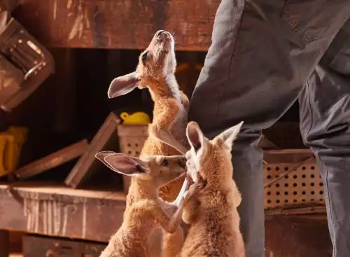 Kangaroo_134276589139737271_big-cine_deskt.webp